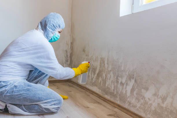 Professional mold removal team in Springfield